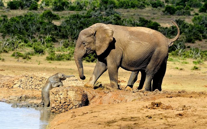 wildlife, africa, elefanti, il piccolo elefante, elefante