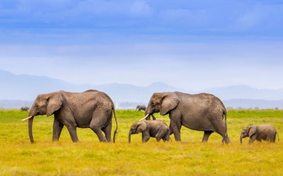 elephants, africa, family of elephants