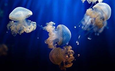 jellyfish, underwater world, underwater