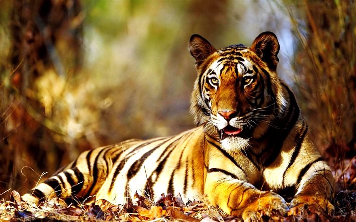 autumn, tiger, predators, tigers