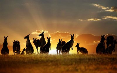 händelsen, australien, känguru, solen, solnedgången