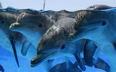 golfinhos, debaixo d água, mar
