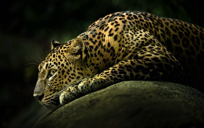 leopardo, los depredadores, el gato salvaje, la caza, la vida silvestre