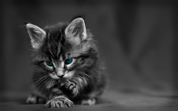 chaton, chats, yeux bleus, monochrome
