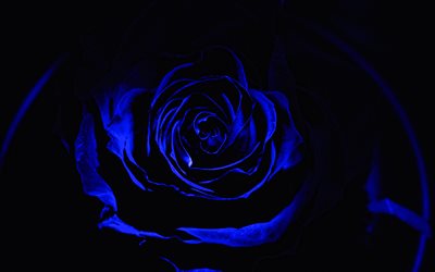 blaue rose, 4k, dunkelheit, makro, blaue blumen, rosen, schöne blumen, bild mit blauer rose, hintergründe mit rosen, nahansicht, blaue knospen