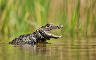small crocodile, reptile, wildlife, dangerous animals, river, crocodiles, wild animals