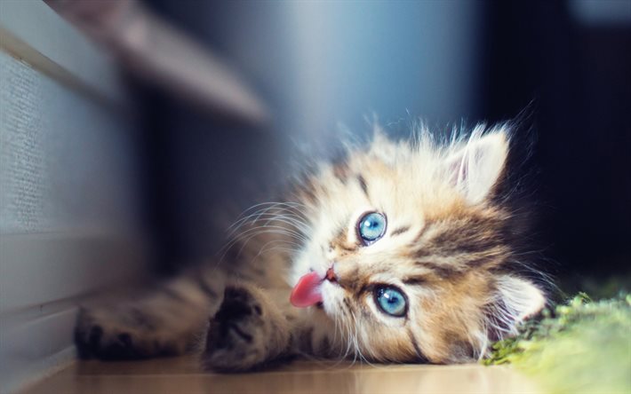 kitten, blue eyes, cats, blur