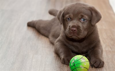 - Labrador, chiot, chiens, ballon, brun-labrador