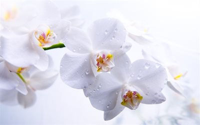 vit orkidé, daggdroppar, orkidéer, phalaenopsis