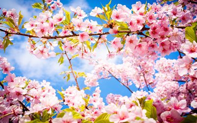 la primavera, los cerezos en flor, las flores de la primavera, las flores de color rosa, cielo