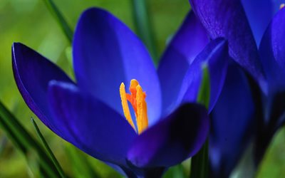blu crocus, primavera, macro, sfocatura