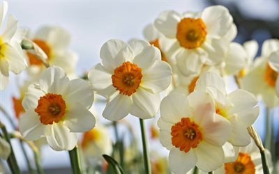 daffodils, spring, spring flowers, white flowers