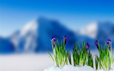 el desenfoque, el azafrán, la nieve, las montañas, la primavera