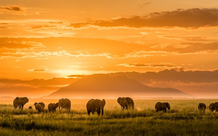solnedgång, elefanter, afrika, djurliv, fält, familj av elefanter