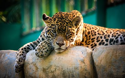 el jaguar, el depredador, el zoológico, el desenfoque, animales salvajes