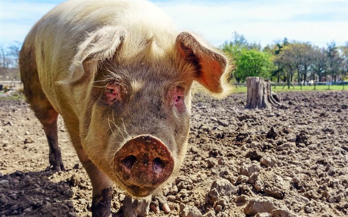 돼지, 국내 동물, 진흙