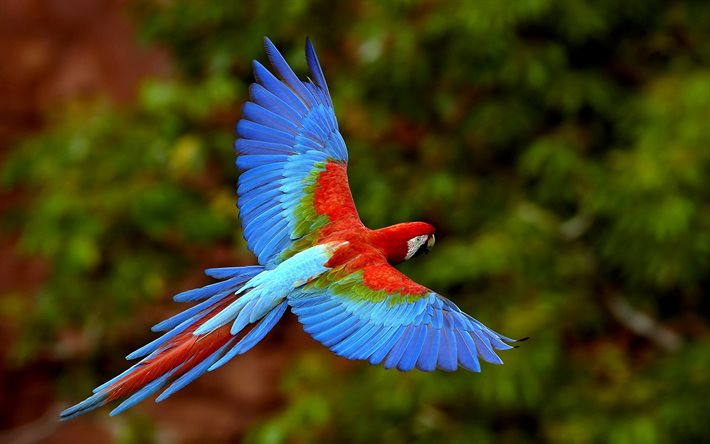 papağan, uçan, uçan kuş, Ara papağanı, yeşil kanatlı papağan