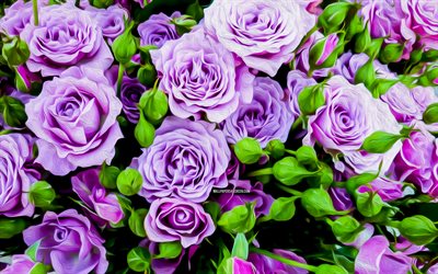 rosas violetas, 4k, macro, obra de arte, rosas pintadas, flores violetas, rosas, hermosas flores, imagen con rosa roja, antecedentes con rosas, brotes violetas