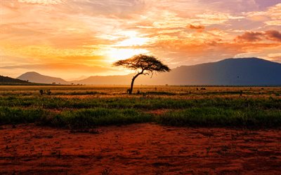 parc national de tsavo east, 4k, coucher de soleil, désert, des repères kenyans, hdr, kenya, afrique, faune