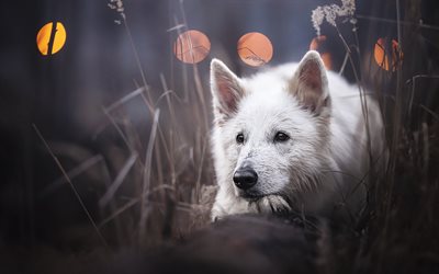 vit schweiziska hund, berger blanc suisse, weisser schweizer schaferhund, vallhund, söta djur, hundar