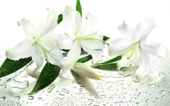 white lilies, white flowers, lilies, beautiful flowers