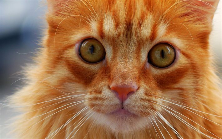 ginger cat, muzzle, cats