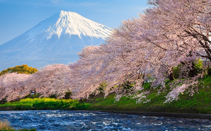 Japan, sakura, Mount Fuji, river, summer, volcano