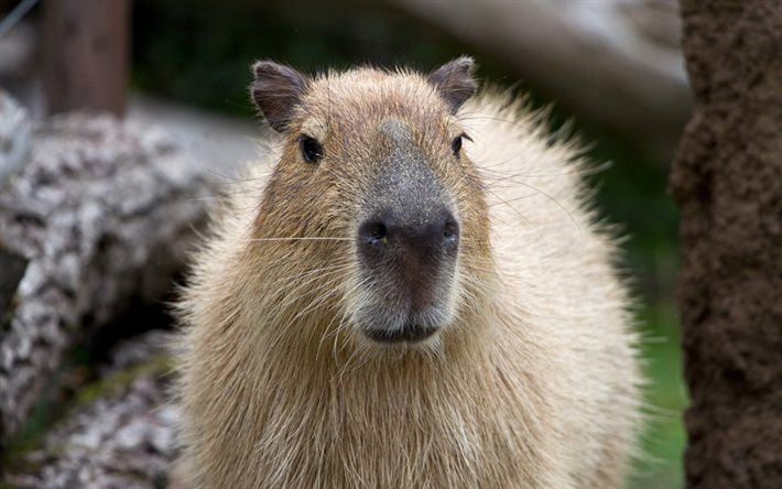 Il capibara, roditori, animali divertenti, Hydrochoerus hydrochaeris