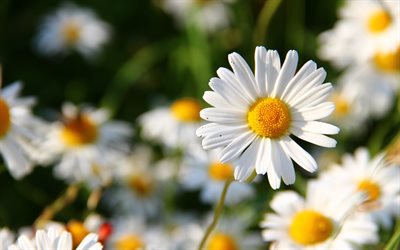 margherite, fiori estivi, bokeh, fiori bianchi di camomilla, bellissimi fiori, margherita comune, estate