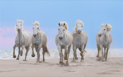 manada de caballos blancos, costa, caballos corriendo, caballos blancos, playa, caballos, hermosos animales, manada de caballos