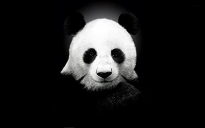 panda gigante, minimalismo, creativo, simpatici animali, ailuropoda melanoleuca, sfondi neri, orso panda, minimalismo panda, panda