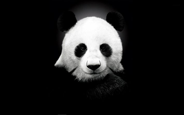 jättepanda, minimalism, kreativa, söta djur, ailuropoda melanoleuca, svarta bakgrunder, pandabjörn, panda minimalism, panda, pandor