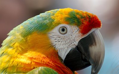 scarlet macaw, lähikuva, punainen papukaija, ara macao, värikkäät linnut, papukaijat, ara, punainen ara