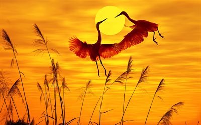 dos flamencos, puesta de sol, sabana, fauna, flamencos, conceptos de amor, áfrica, pájaros voladores, flamenco mayor, fotos con flamencos, pájaros rojos, phoenicopterus roseus, flamenco