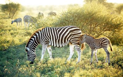 zebror, morgon, savann, flock zebror, liten zebro, zebrafamilj, vilda djur, afrika