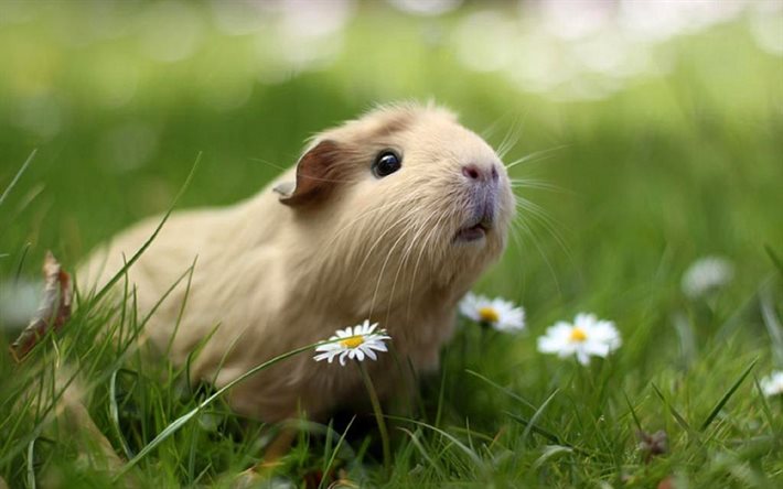 guinea pig, funny animals, grass, flowers, rodent