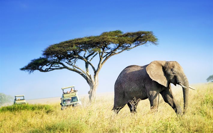 afrika, 4k, elefanter, vilda djur, safari