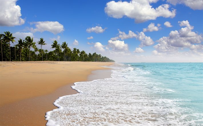 ocean, beach, tropical island, travel, long beach, palm trees