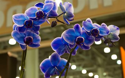siniset orkideat, trooppiset kukat, orkidean oksa, siniset kukat, tausta sinisillä orkideoilla, kauniita kukkia, orkideoita