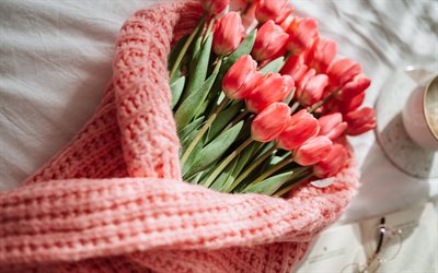 tulipes rouges, fleurs de printemps, bouquet de tulipes, arrière-plan avec tulipes, belles fleurs, tulipes, écharpe tricotée rose