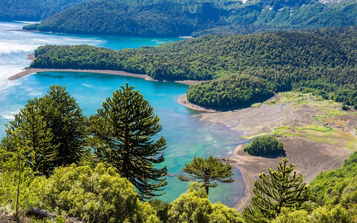 Chile, forest, summer, mountains, coast, river, Conguillio National Park