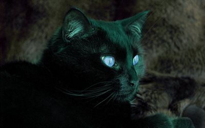 black cat, cats, blue eyes