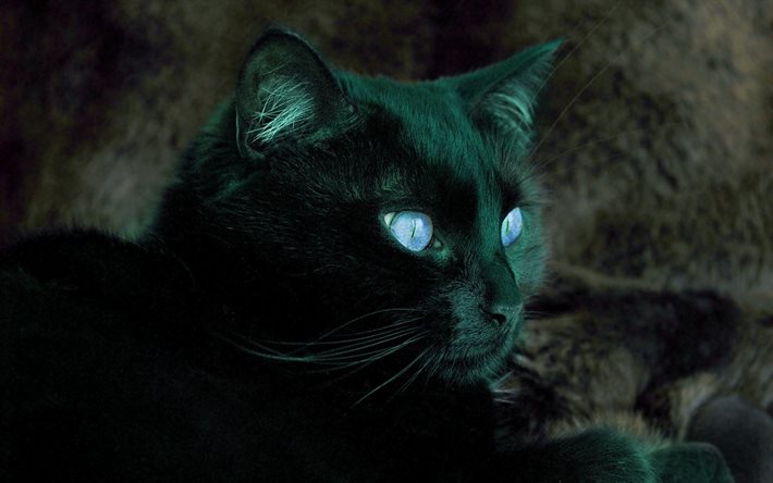 काली बिल्ली, बिल्लियों, नीले, आँखें