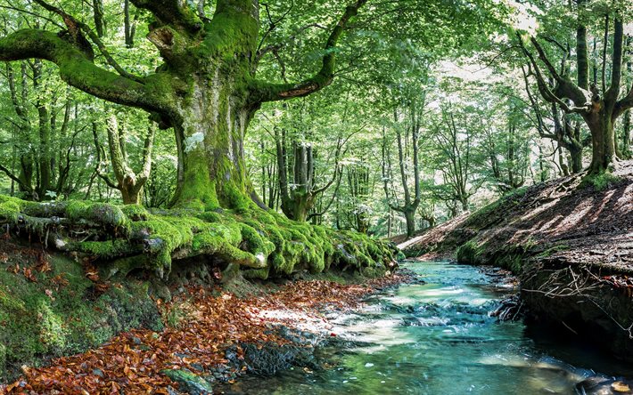 Otzarreta, forêt, ruisseau, l'été, Bizkaia, Espagne