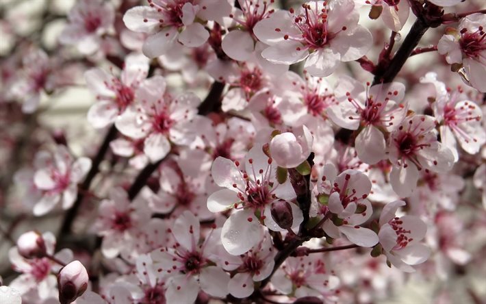 fiori di ciliegio in primavera, ciliegio, fiori di primavera