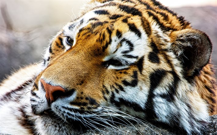 El tigre de Amur, predator, wild cat, beast, tigre