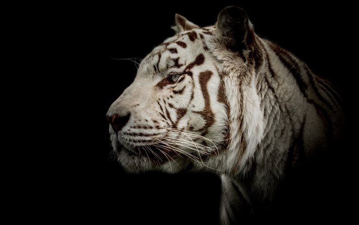 सफेद बाघ, काले रंग की पृष्ठभूमि, शांत बाघ, टाइगर थूथन, दरिंदा, जंगली बिल्लियाँ, बाघों, खतरनाक जानवर