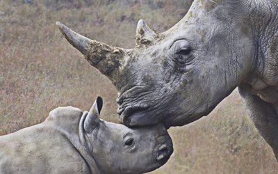 rhinocéros, petit rhinocéros, mère et petit, afrique, rhinocerotidae, faune