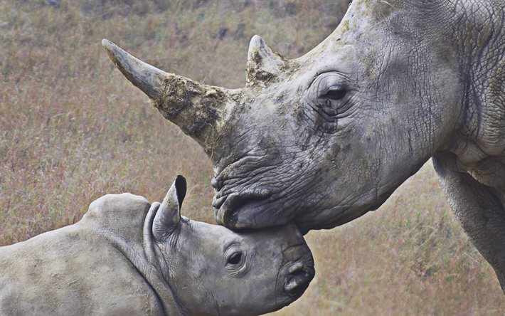 وحيد القرن, وحيد القرن الصغير, أم وشبل, أفريقيا, الحيوانات البرية