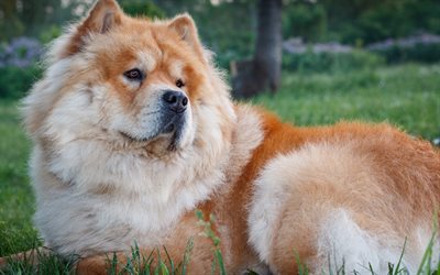 chow chow, gran perro esponjoso, mascotas, perros, raza de perro chino, chow chow en la hierba, animales lindos